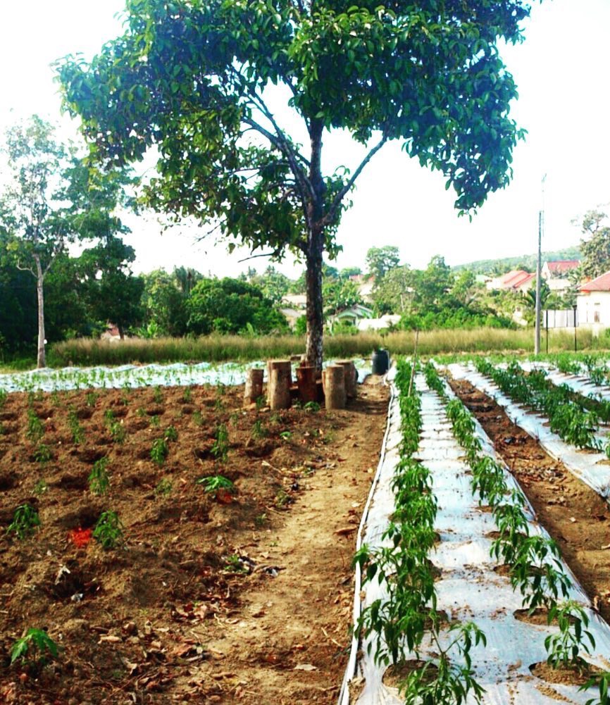 Traditional Pepper Plantation