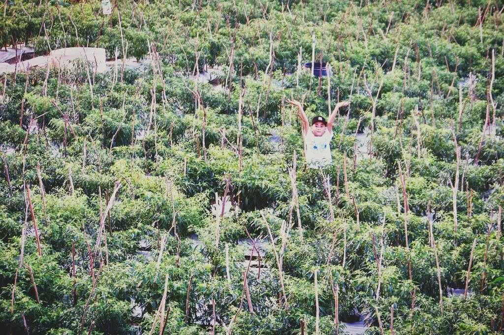 High Quality Post-Harvest Harvesting
